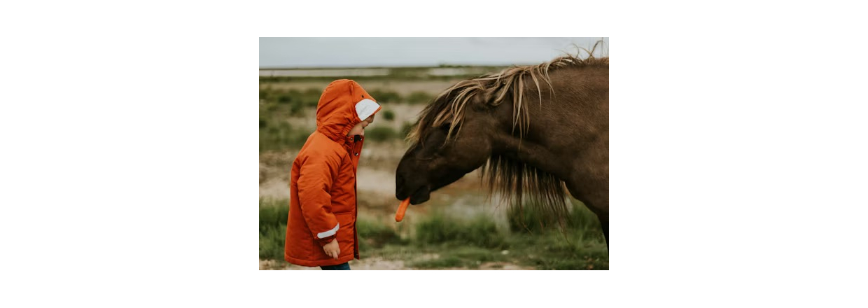 Nordic Horse Blog