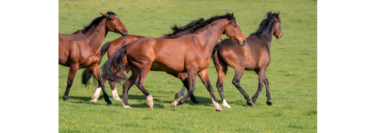 Stort udvalg af Nordic Horse hos Slettebjerg Foder