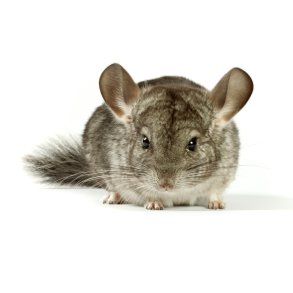 Chinchilla