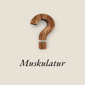 Muskulatur