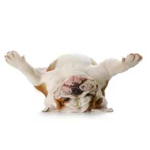 Foder til voksne hunde