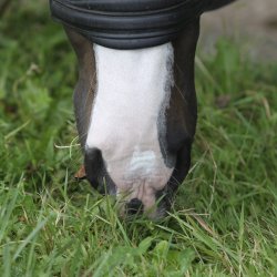 Nathalie Horsecare Sun Lotion SPF30