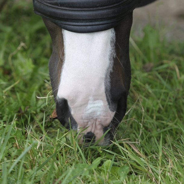 Nathalie Horsecare Sun Lotion SPF30