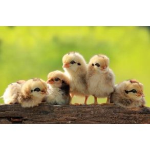 NAG Fjerkr Startfoder