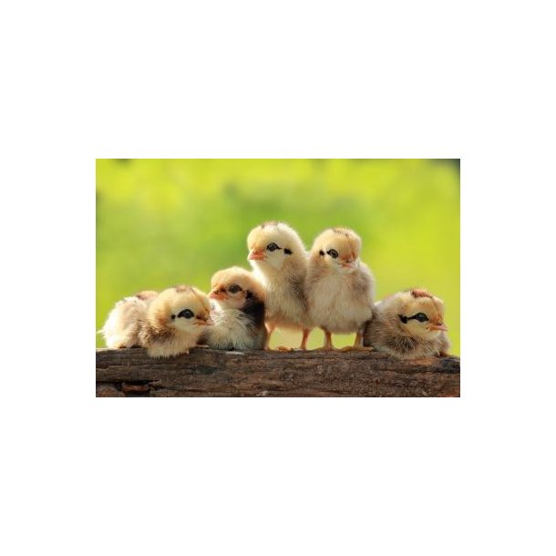 NAG Fjerkr� Startfoder