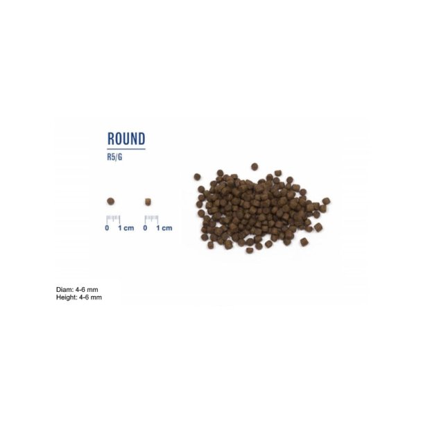 LIVE CAT Kitten Kylling