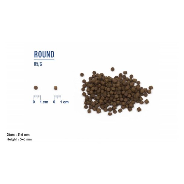 LIVE Mini Breeds Puppy