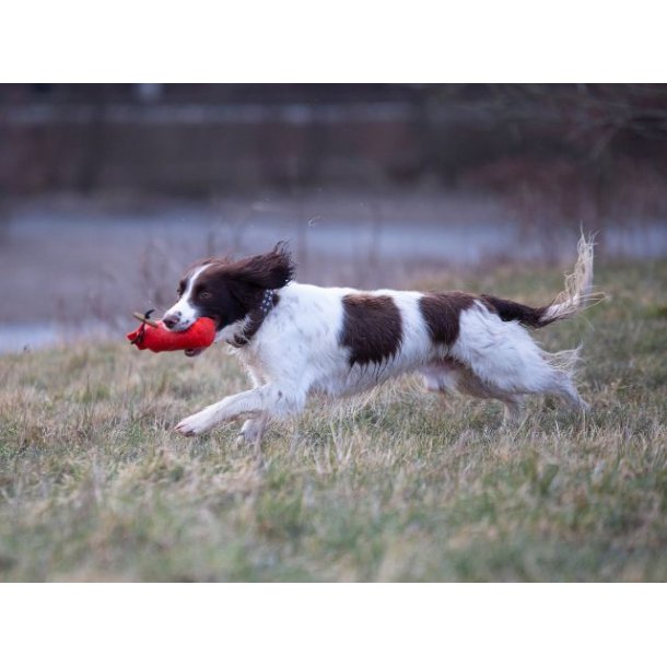 Fenriz by Procyon Dummy, Orange
