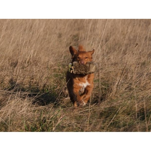 Fenriz by Procyon Dummy with fur 500 G
