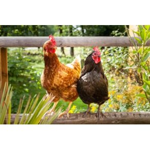 Logi Goggi kologisk 25 kg