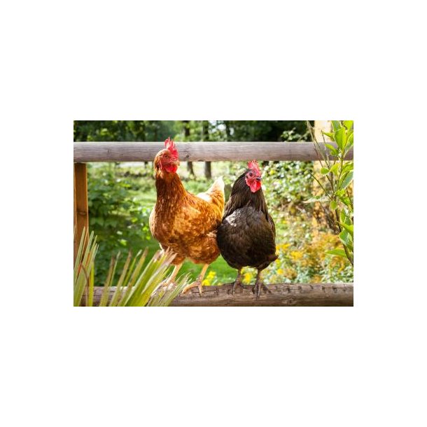 Logi Goggi kologisk 25 kg