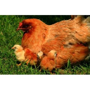  Logi Voksefoder kologisk 25 kg