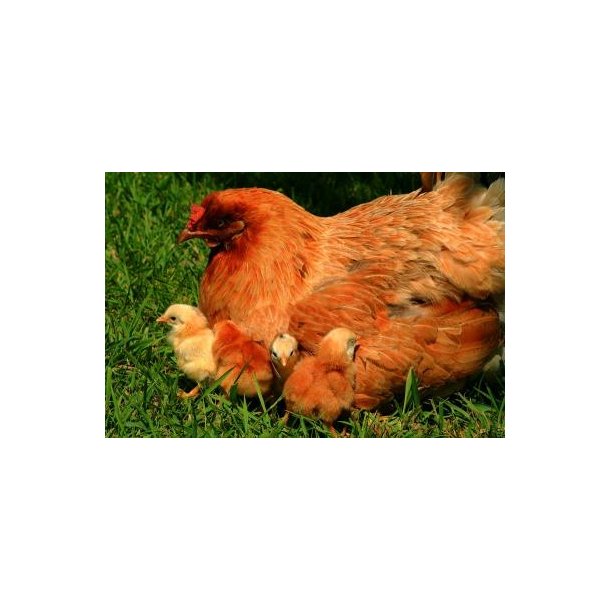  Logi Voksefoder �kologisk 25 kg